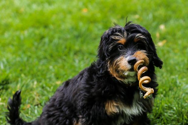 <h3><strong>Bully Sticks</strong></h3>