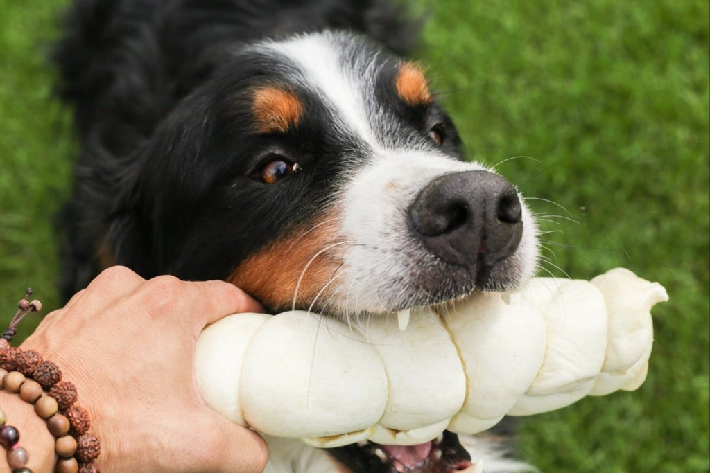 Beef Cheek Chews: A Safe & Long Lasting Rawhide Alternative