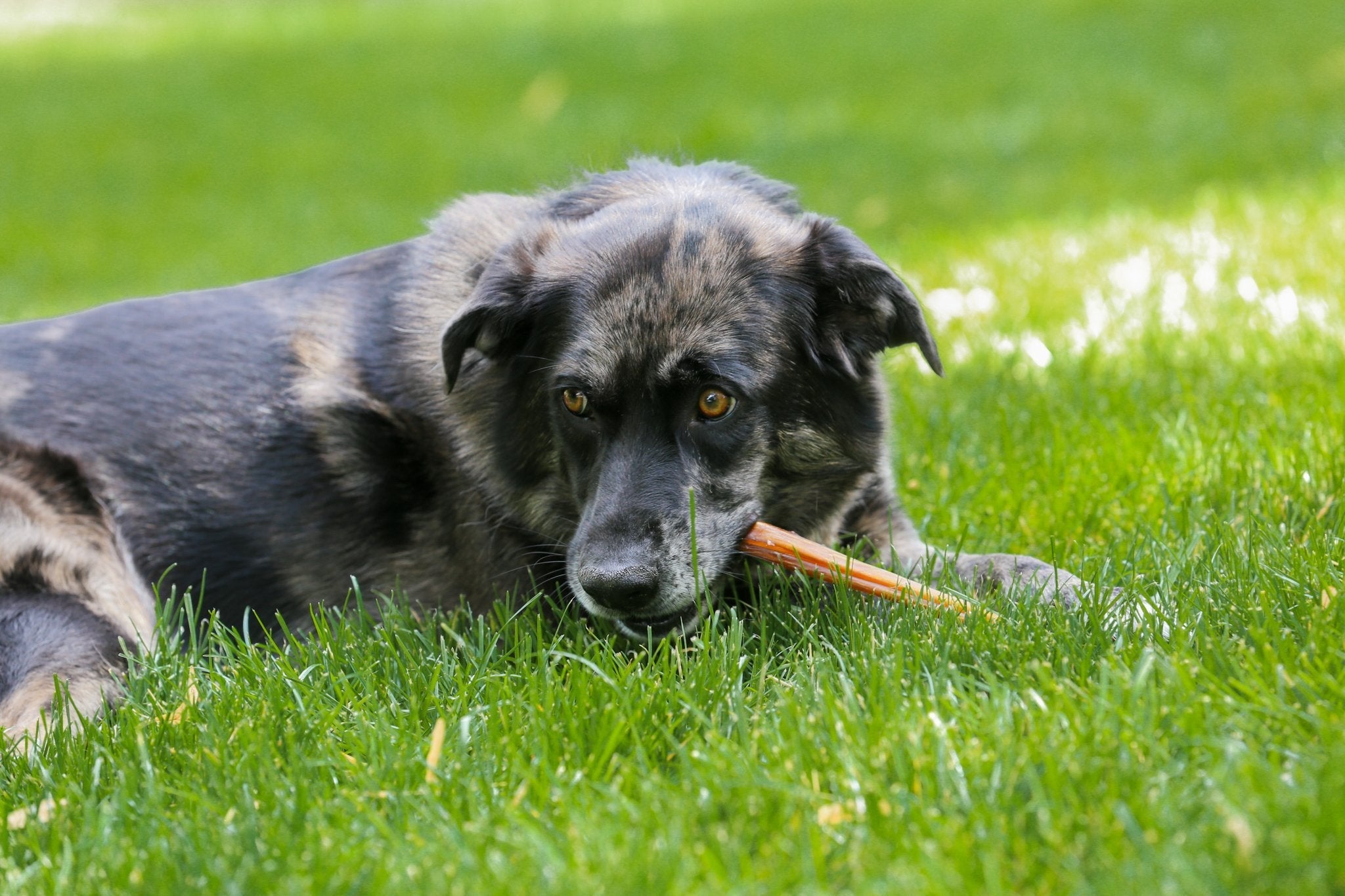 Why are bully sticks such a great treat for dogs? - Top Dog Chews