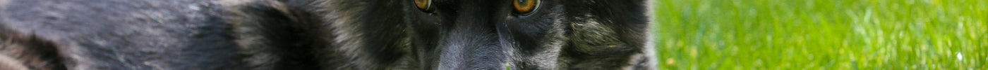 Why are bully sticks such a great treat for dogs? - Top Dog Chews
