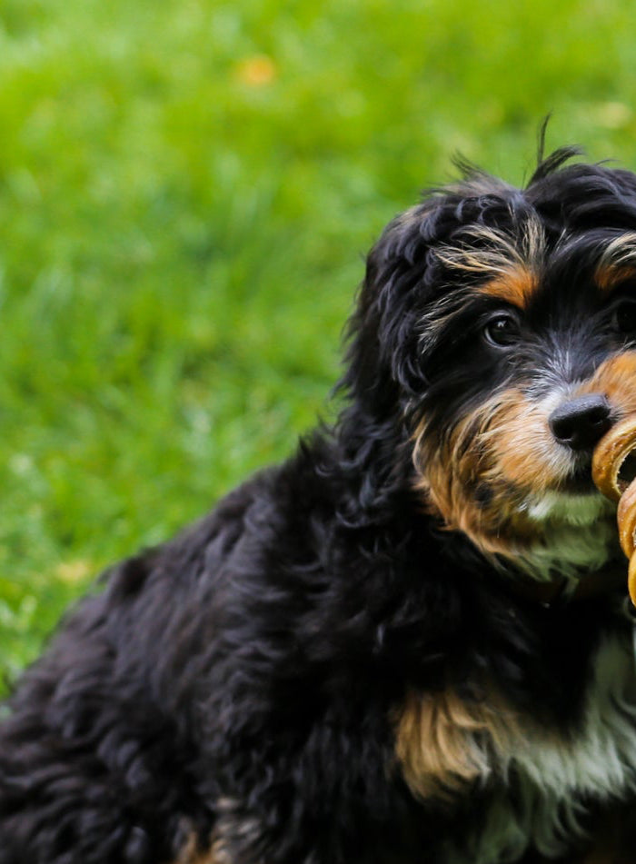 <h1>Top Dog Chews Blog</h1>