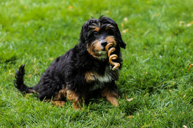 <h3><strong>Bully Sticks</strong></h3>