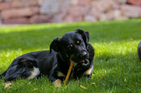 12" Premium Bully Sticks - 12 Pack - Top Dog Chews