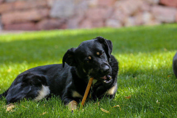 thumbnail image 2 of Top Dog Chews 12” Standard Bully Sticks – 12 Pack, Grass Fed Angus Beef, USA 2 of 5