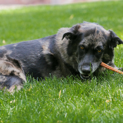 12" Premium Bully Sticks - 12 Pack - Top Dog Chews