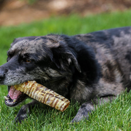 6" Beef Trachea Dog Treats, 10 count - Top Dog Chews