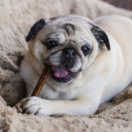 6" Bully Stick Premium 25 Pack - Top Dog Chews