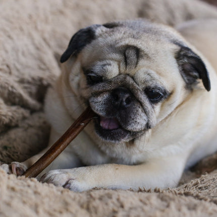6" Bully Stick Premium 25 Pack - Top Dog Chews