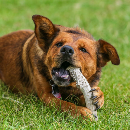 Antler Deer and Elk Variety 3 Pack - 4"-6". Perfect for Small and Medium Dogs - Top Dog Chews