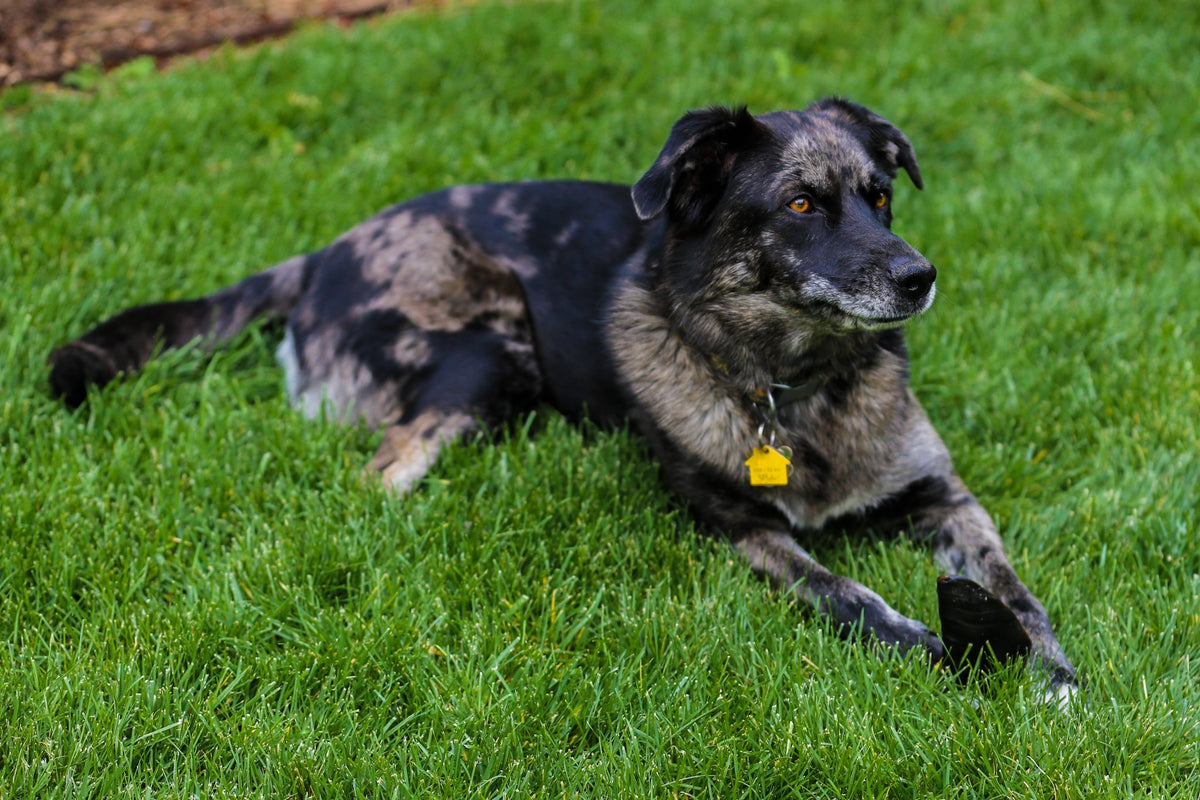 Beef Hooves Dog Chews All Natural Single ingredient Chew Top Dog Chews