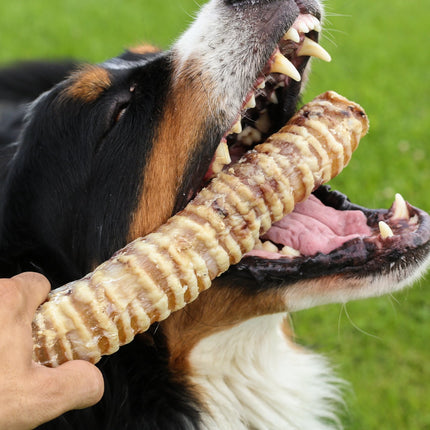 Beef Trachea 12" Dog Treats, 10 Count - Top Dog Chews