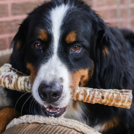 Beef Trachea 12" Dog Treats, 10 Count - Top Dog Chews