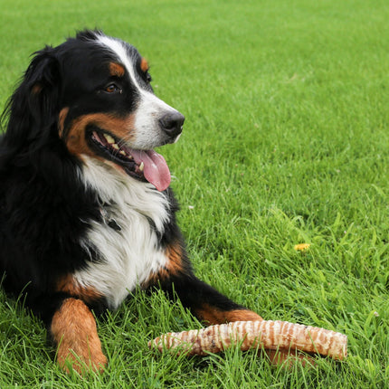 Beef Trachea 12" Dog Treats, 10 Count - Top Dog Chews