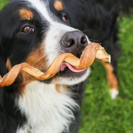 Bully Stick 12" Spring Dog Treat - Top Dog Chews