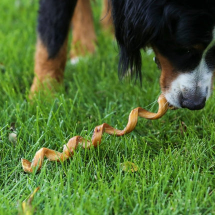 Bully Stick 12" Spring Dog Treat - Top Dog Chews