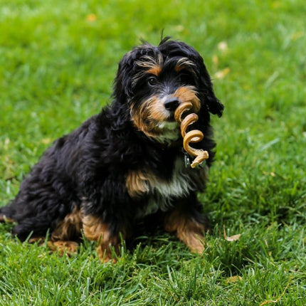 Bully Stick 6"-8" Thick Bully Spring Dog Treat - 5 Pack - Top Dog Chews