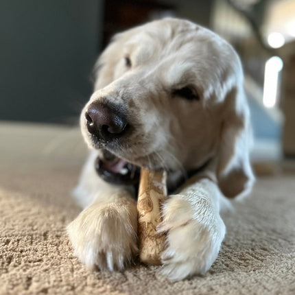 Coffee Wood Chew Small 4"-5" - Top Dog Chews