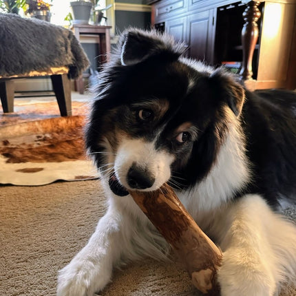 Coffee Wood Chew X Large 8"-9" - Top Dog Chews