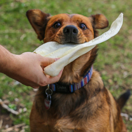 Cow Ears Jumbo 10 Pack - Top Dog Chews