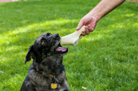 Elk Antler Dog Chew - Large Split Antler - 1 Piece - Top Dog Chews