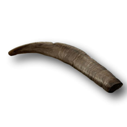 Goat Horn Large 9"- 11" - Top Dog Chews