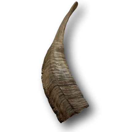 Goat Horn Large 9"- 11" - Top Dog Chews