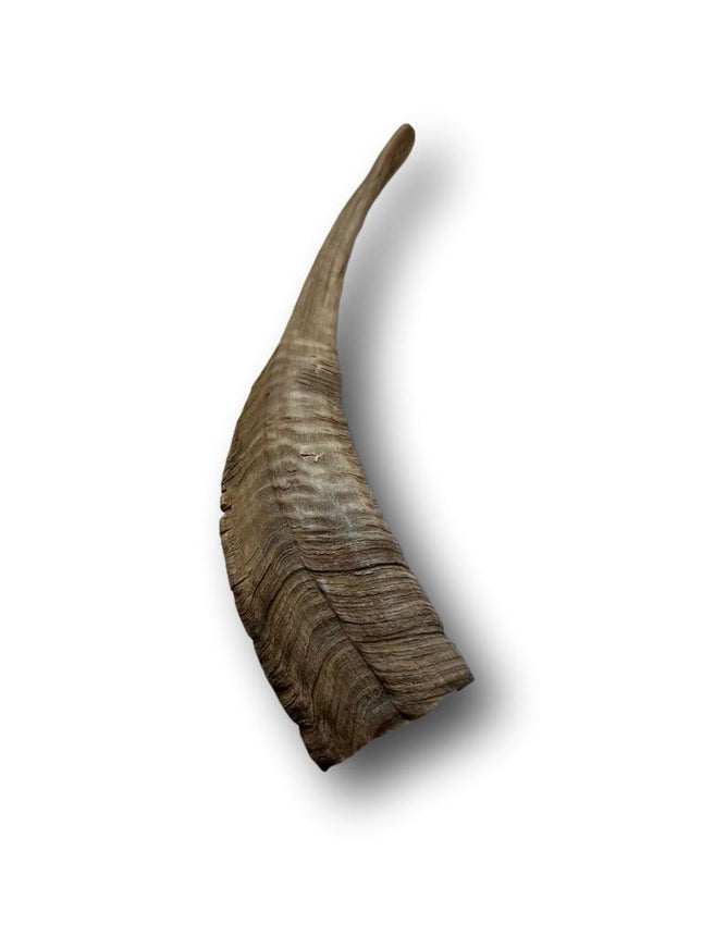 Goat Horn Large 9"- 11" - Top Dog Chews