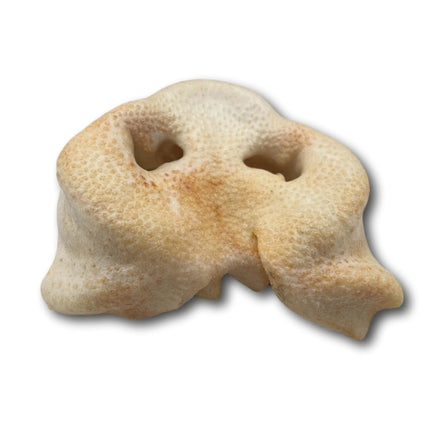 Pig Snouts - Top Dog Chews