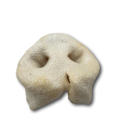 Pig Snouts - Top Dog Chews