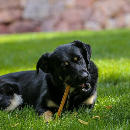 Standard 12" Bully Stick Dog Treats, 12 count - Top Dog Chews