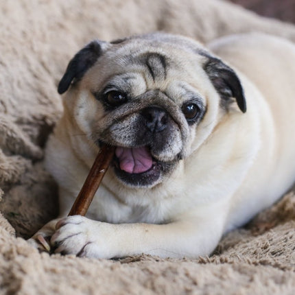 Top Dog Chews 6-inch Free Range Jumbo Bully Sticks - Top Dog Chews
