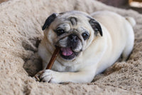 Top Dog Chews 6-inch Free Range Jumbo Bully Sticks - Top Dog Chews