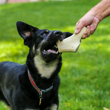 Top Dog Chews Premium Large Elk Antler Dog Treats, 5 count - Top Dog Chews