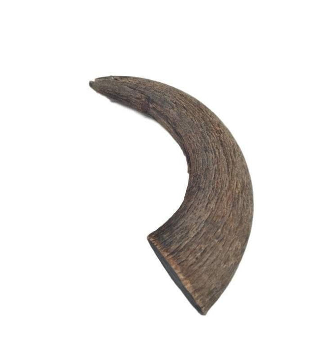 Water Buffalo Horn - Medium - 1 Piece - Top Dog Chews