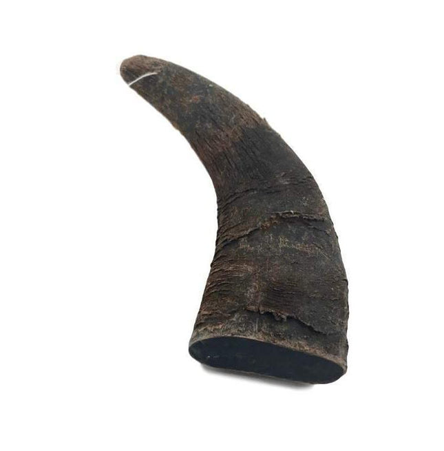 Water Buffalo Horn - Small - 1 Piece - Top Dog Chews